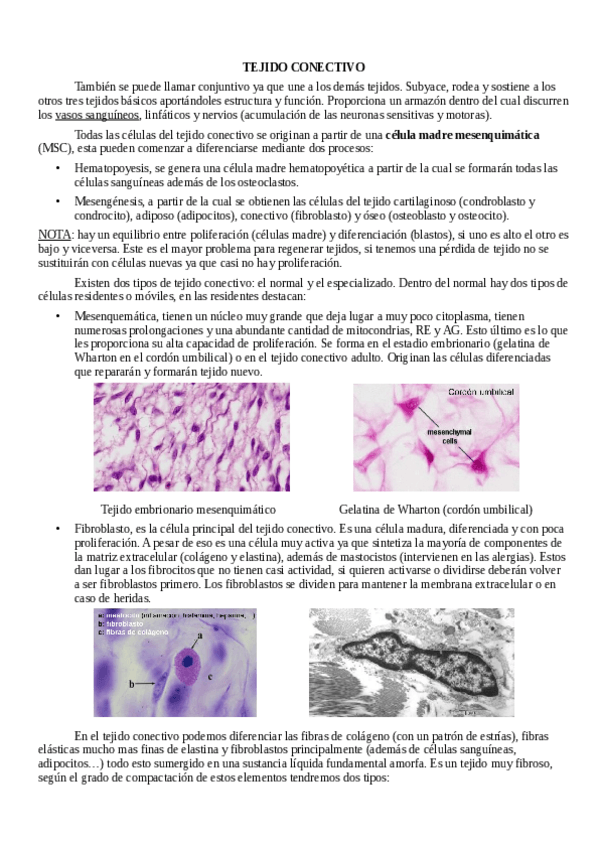 Miniatura del documento Tema-2-parte-1-tejido-conectivo.pdf