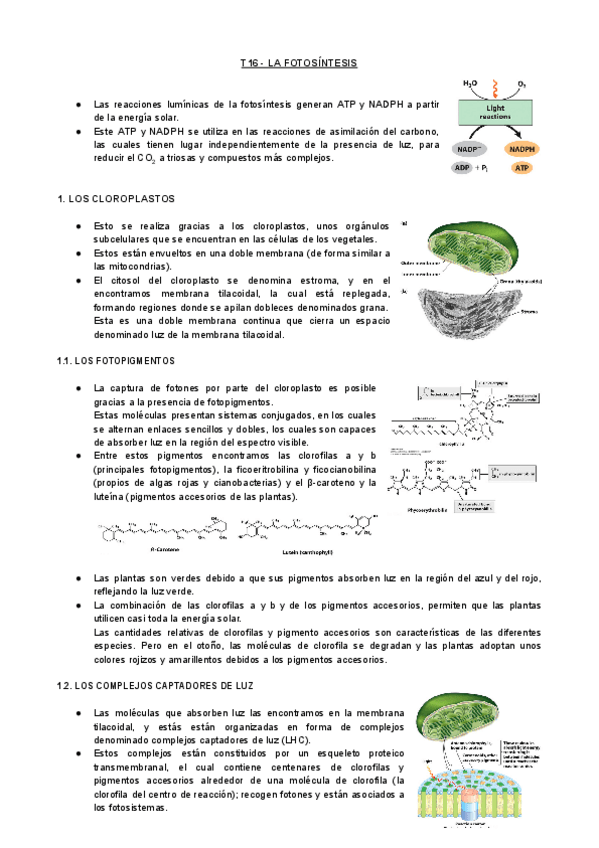 Miniatura del documento T16-BQ-La-Fotosintesis.pdf