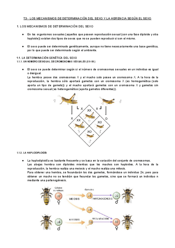Miniatura del documento T3-GEN-Los-Mecnismos-de-Determinacion-del-Sexo-y-la-Herencia-segun-el-Sexo.pdf