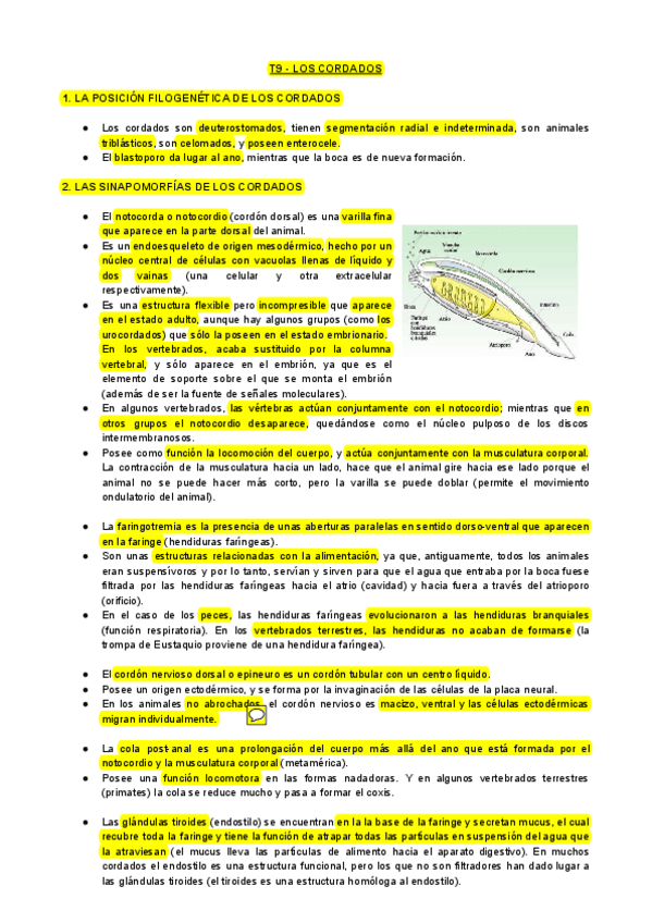 Miniatura del documento T9-BA-Los-Cordados.pdf