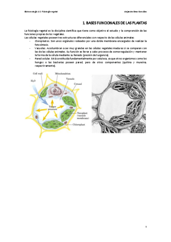Miniatura del documento T1-FV-Las-Bases-Funcionales-de-las-Plantas.pdf