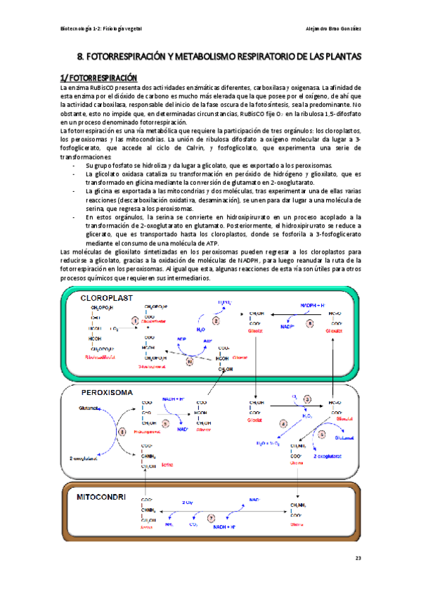 Miniatura del documento T8-FV-La-Fotorrespiracion-y-el-Metabolismo-Respiratorio-de-las-Plantas.pdf