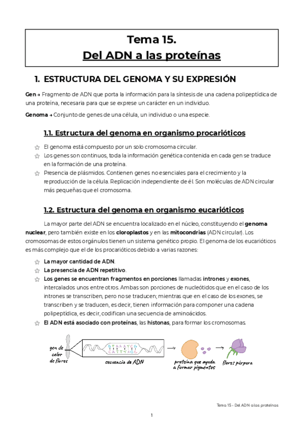 Miniatura del documento U15-Del-ADN-a-las-proteinas-1.pdf