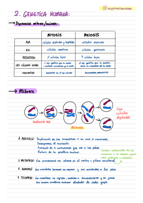 Miniatura del documento Resumen-conceptos-Genetica.pdf