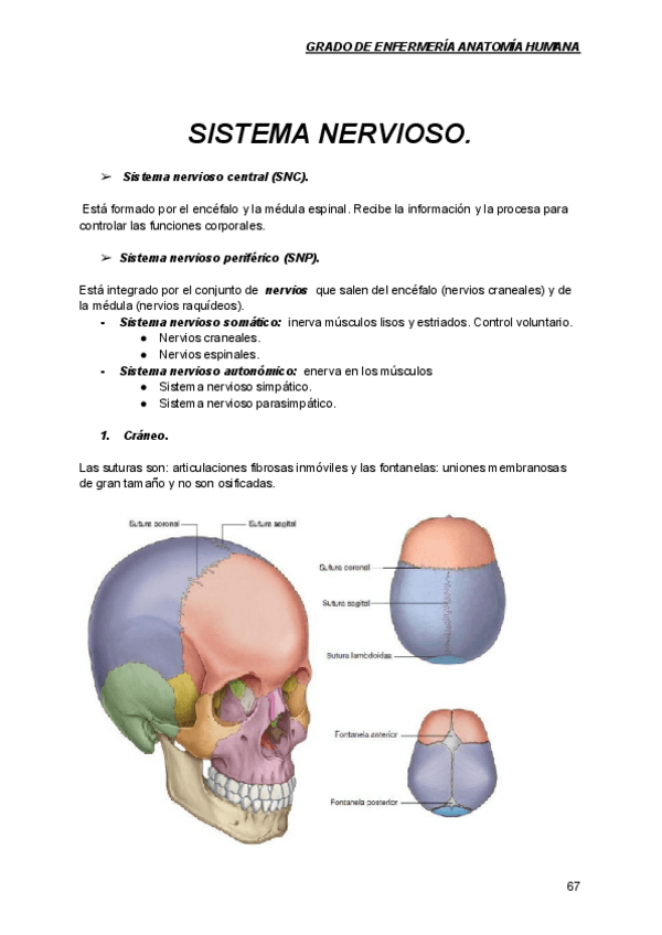 Miniatura del documento SISTEMA-NERVIOSO-tema-5.pdf