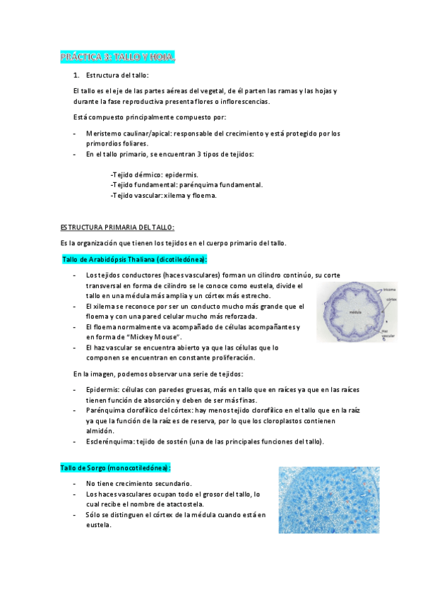 Miniatura del documento PRACTICA-3-BCHI.pdf