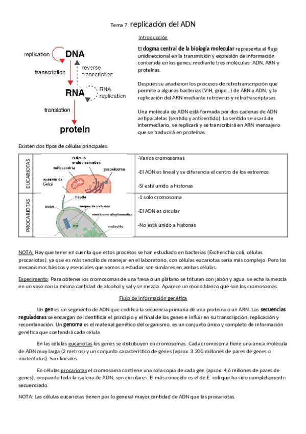 Miniatura del documento tema-1-replicacion-del-ADN.pdf