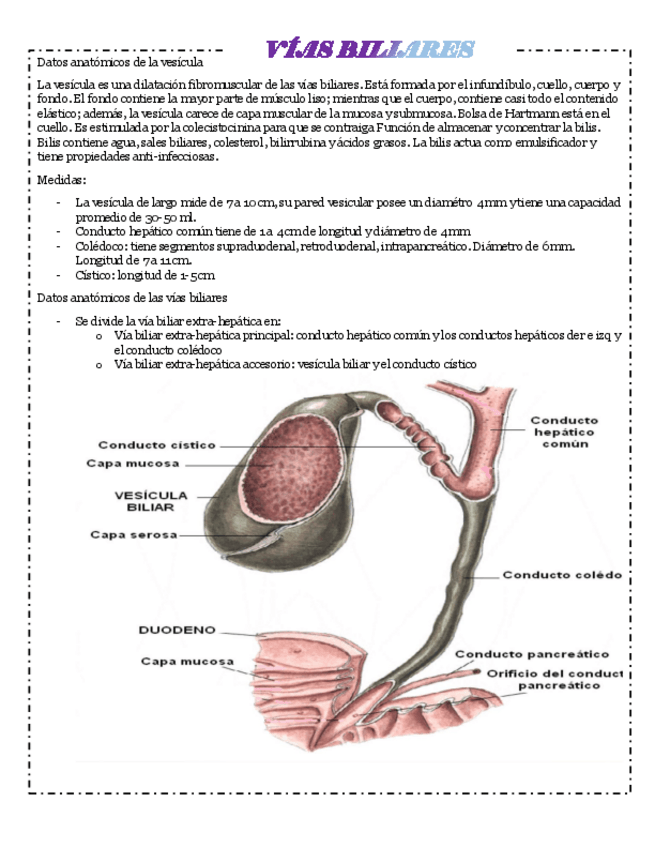 Miniatura del documento VIAS-BILIARES.pdf