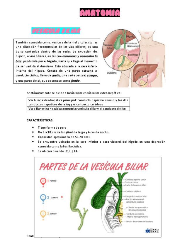 Miniatura del documento VESICULA-BILIAR-JUNTO-A-COLECISTITIS-Y-COLELITIASIS.pdf