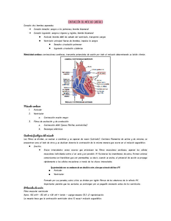 Miniatura del documento Contraccion-del-musculo-cardiaco.pdf