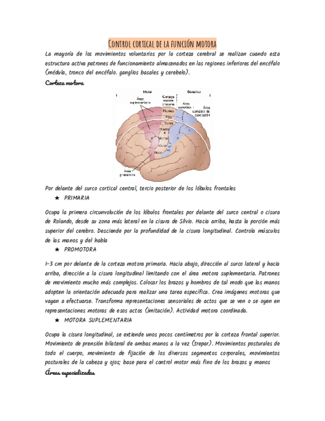 Miniatura del documento Control-cortical-de-la-funcion-motora.pdf