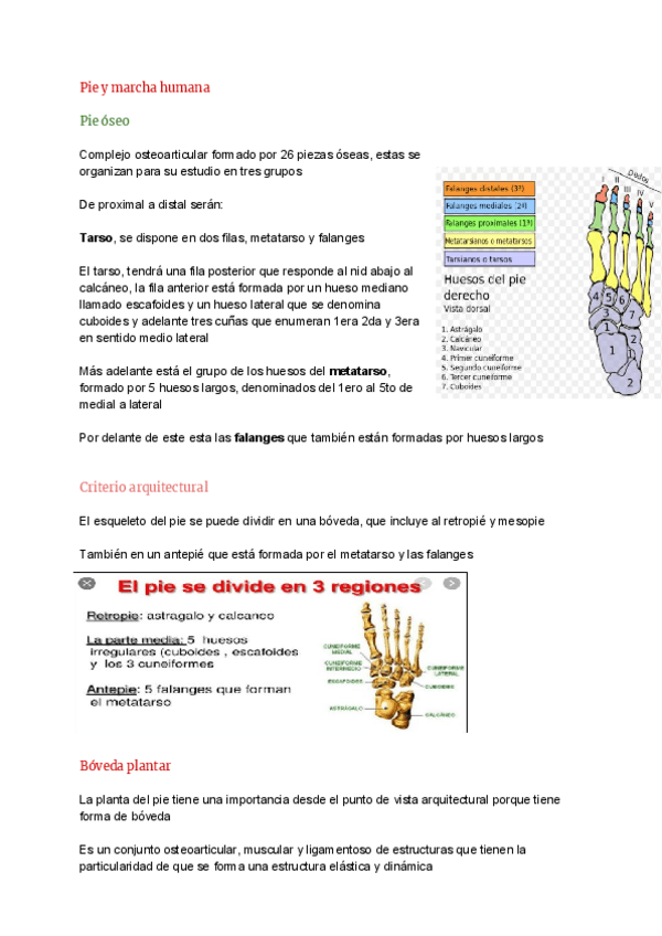 Miniatura del documento Pie-y-marcha-.pdf