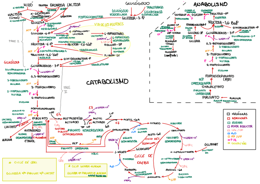Miniatura del documento ESQUEMA-METABOLISMO-GLUCIDOS.pdf