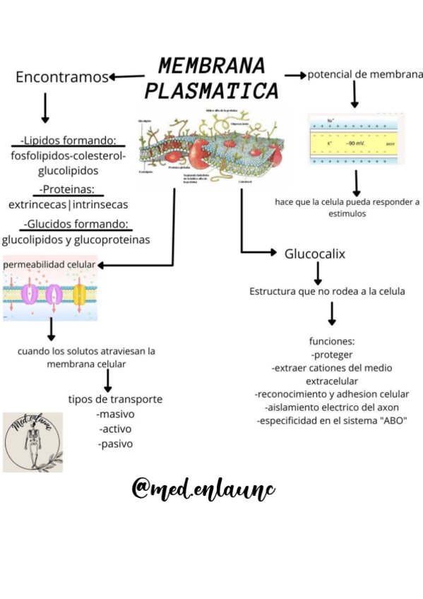 Miniatura del documento membrana-plasmatica-componentes.pdf