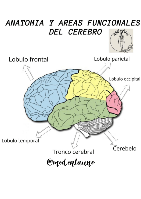 Miniatura del documento anatomia-y-areas-funcionales-del-cerebro.pdf