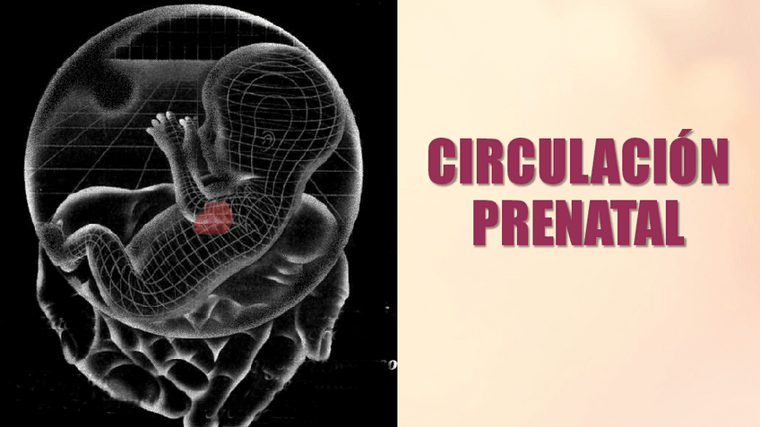 Miniatura del documento CIRCULACION-FETAL.pdf