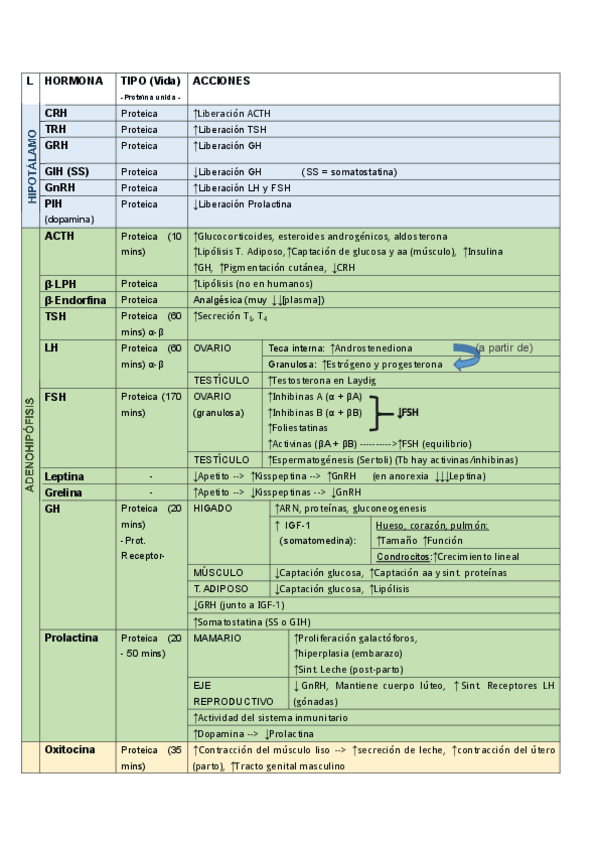Miniatura del documento TABLA RESUMEN HORMONAS ENDOCRINO.pdf