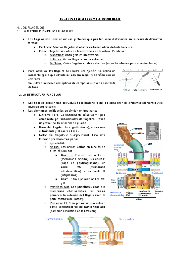 Miniatura del documento T5-MIC-Los-Flagelos-Y-la-Movilidad.pdf