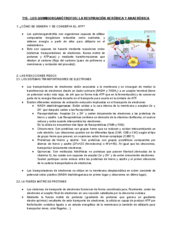 Miniatura del documento T15-MIC-Los-Quimioorganotrofos-La-Respiracion-Aerobica-Y-Anaerobica.pdf