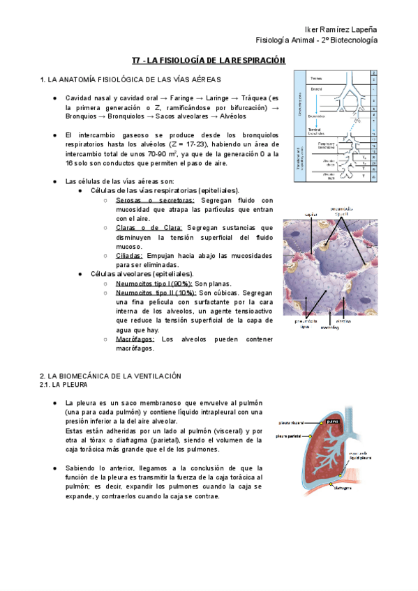 Miniatura del documento T7-FA-La-Fisiologia-de-la-Respiracion.pdf