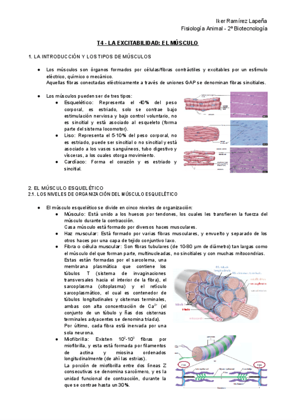 Miniatura del documento T4-FA-La-Excitabilidad-El-Musculo.pdf