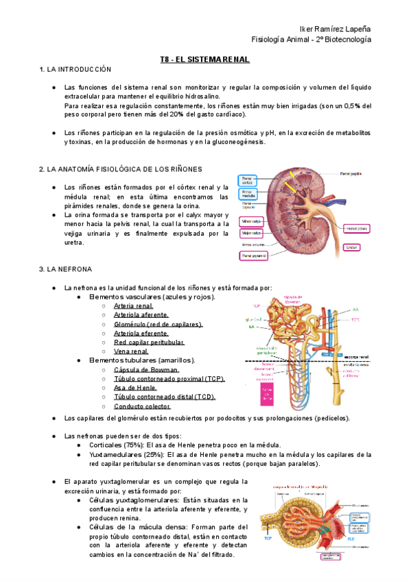 Miniatura del documento T8-FA-El-Sistema-Renal.pdf