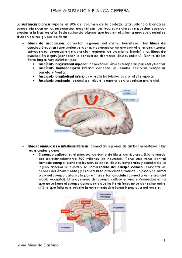 Miniatura del documento Tema 5. Sustancia blanca cerebral.pdf