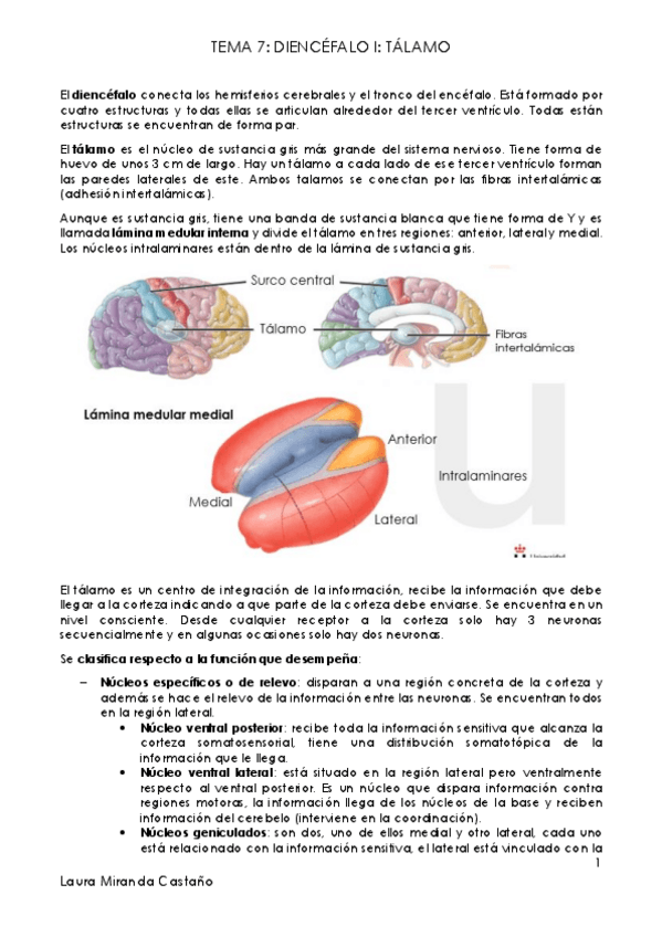 Miniatura del documento Tema 7. Diencéfalo I. Tálamo.pdf