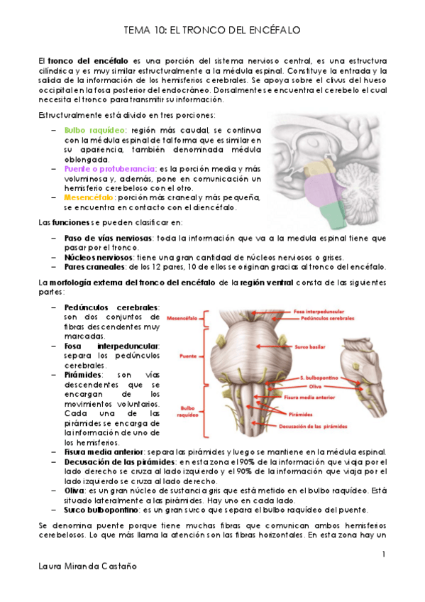 Miniatura del documento Tema 10. Tronco del encéfalo.pdf