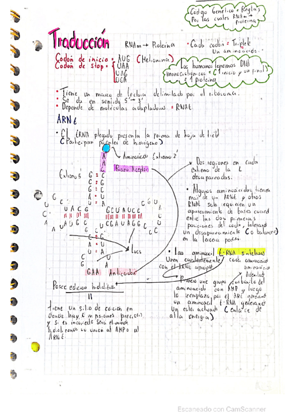 Miniatura del documento Traduccion-ADN-biologia.pdf