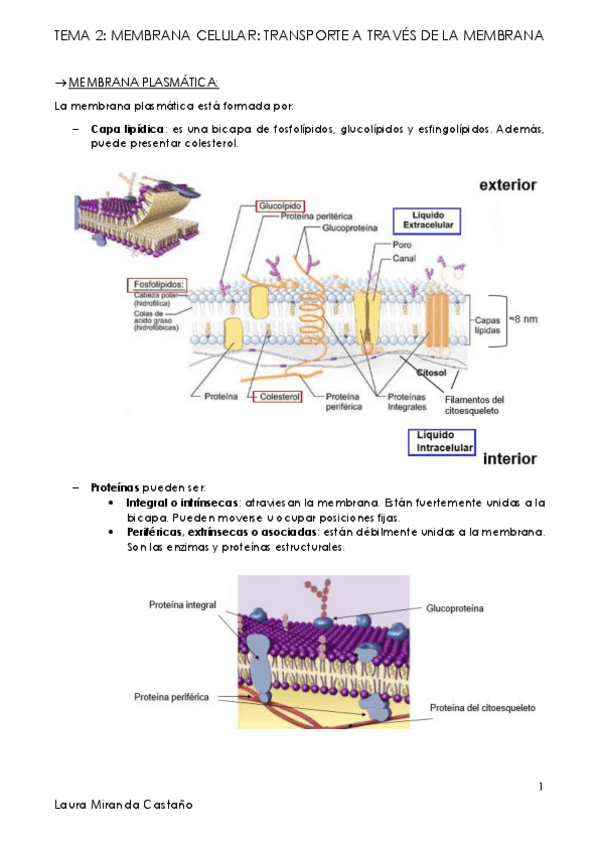 Miniatura del documento Tema 2. Membrana celular. Transporte a través de la membrana.pdf
