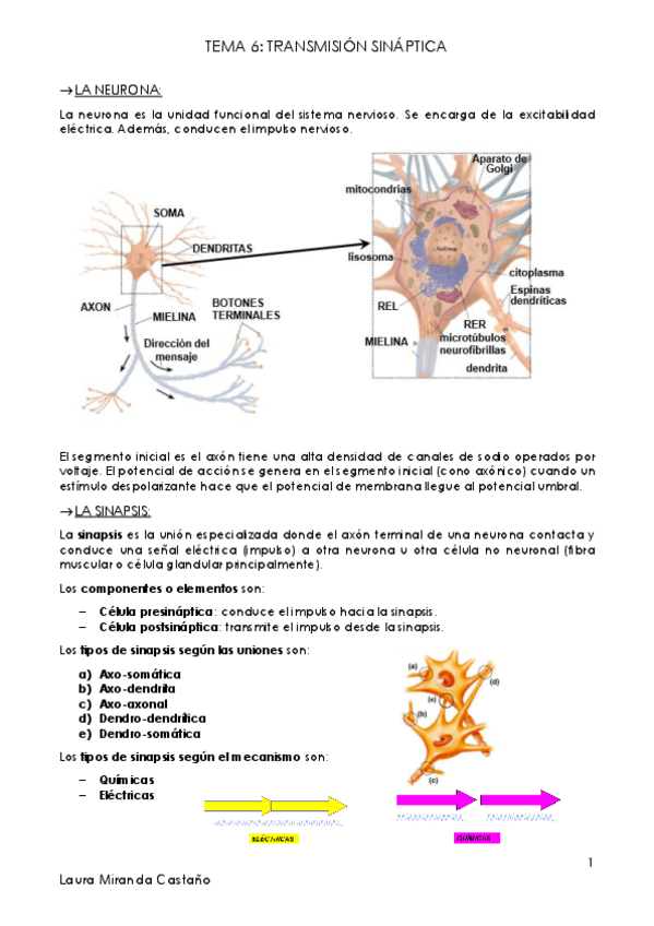 Miniatura del documento Tema 6. Transmisión sináptica.pdf
