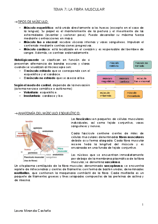 Miniatura del documento Tema 7. La fibra muscular.pdf