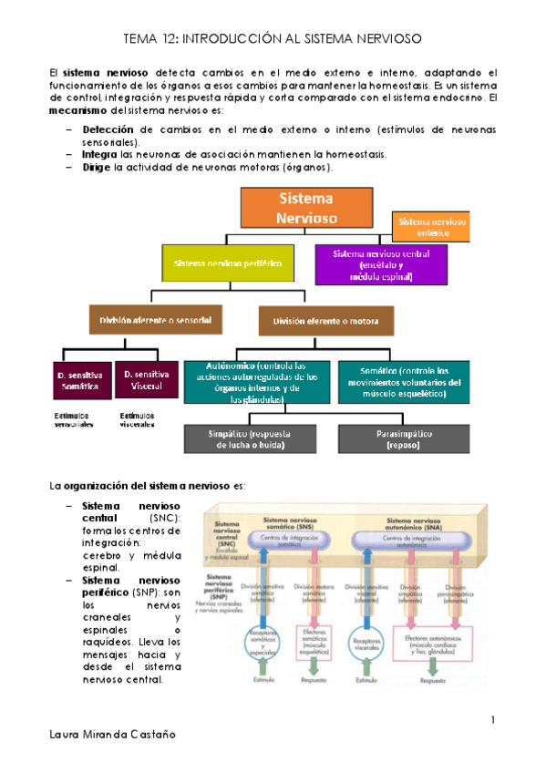 Miniatura del documento Tema 12. Introducción al sistema nervioso.pdf