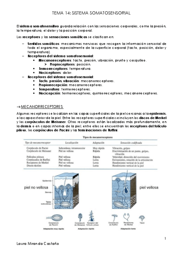 Miniatura del documento Tema 14. Sistema somatosensorial.pdf