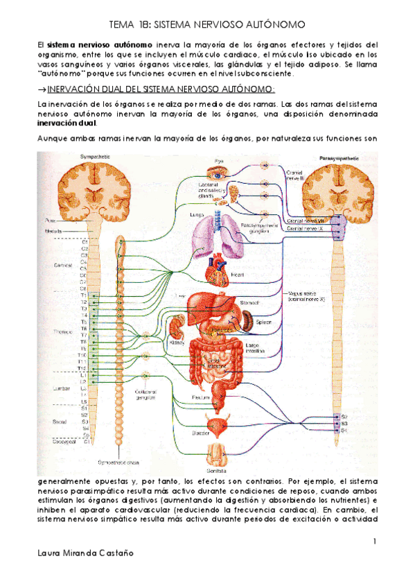 Miniatura del documento Tema 18. Sistema Nervioso Autónomo.pdf
