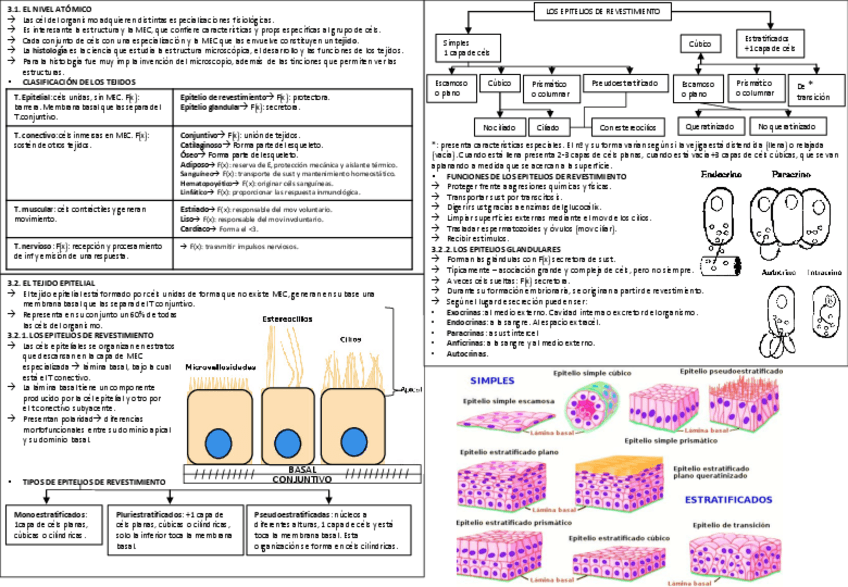 Miniatura del documento TEMA-3-FISIO.pdf