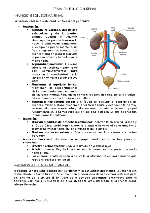 Miniatura del documento Tema 26. Función renal.pdf