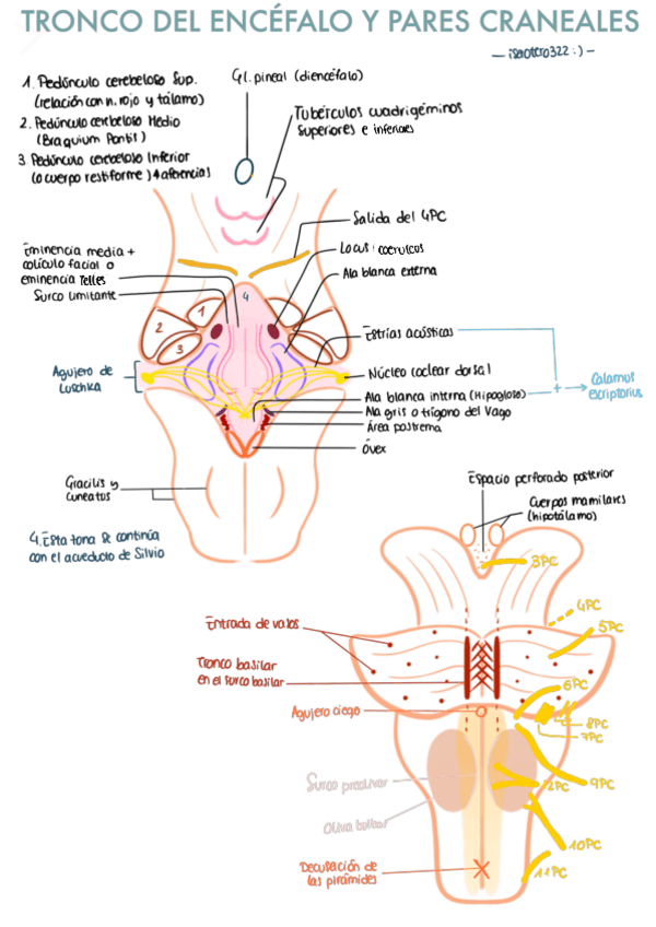 Miniatura del documento TRONCO-DEL-ENCEFALO-Y-PARES-CRANEALES.pdf