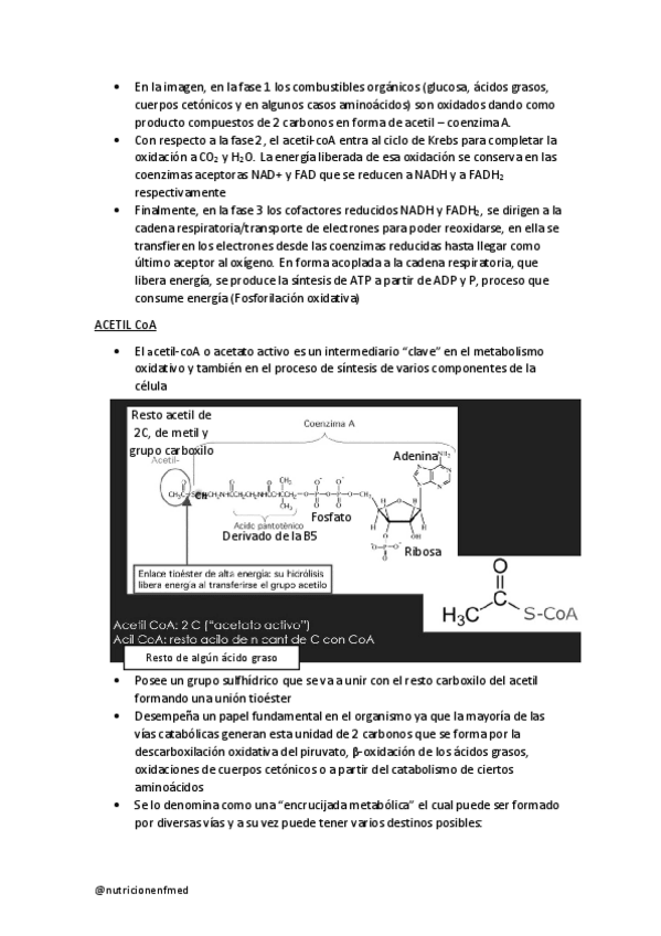 Miniatura del documento continuacion-metabolismo-oxidativo.pdf