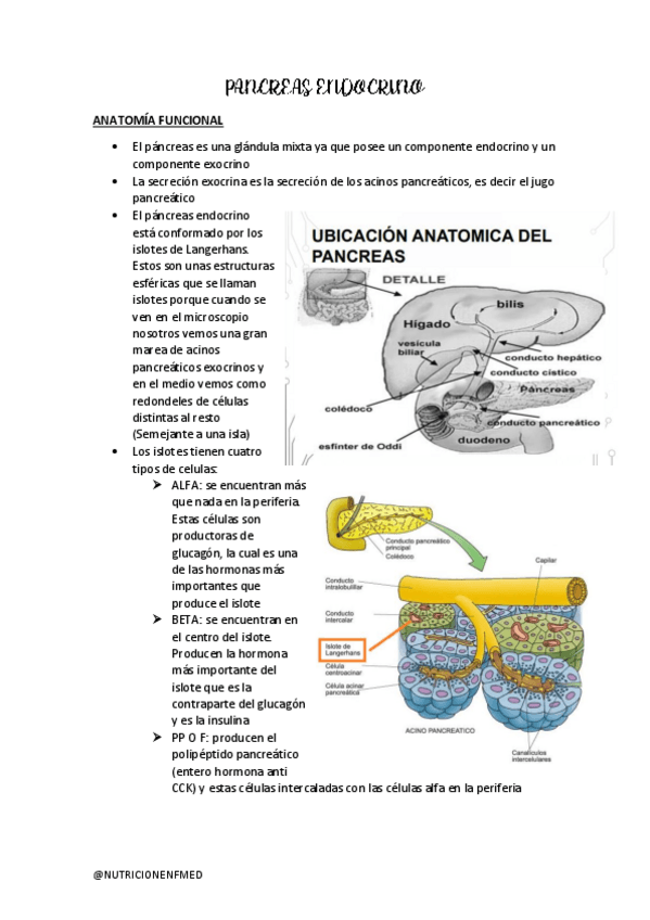 Miniatura del documento PANCREAS-ENDOCRINO-Y-DIABETES.pdf