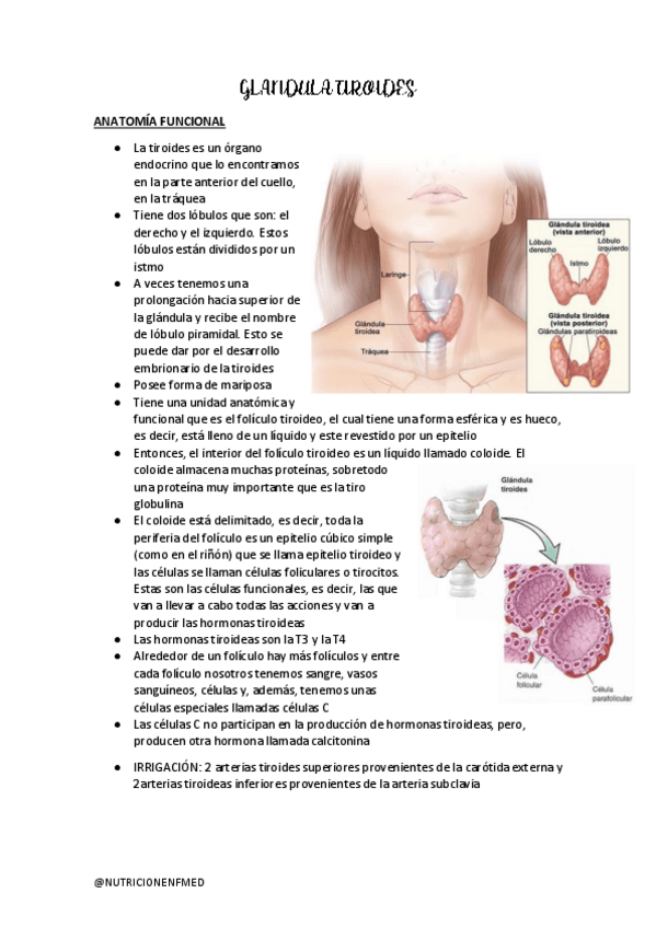 Miniatura del documento HORMONAS-TIROIDEAS-Y-METABOLISMO-FOSFO-CALCICO.pdf