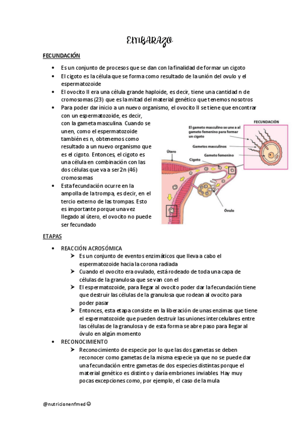 Miniatura del documento EMABARAZO-Y-LACTANCIA.pdf