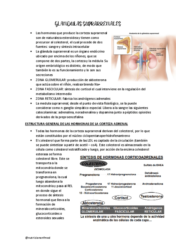 Miniatura del documento GLANDULAS-SUPRARRENALES-Y-REPRODUCCION.pdf