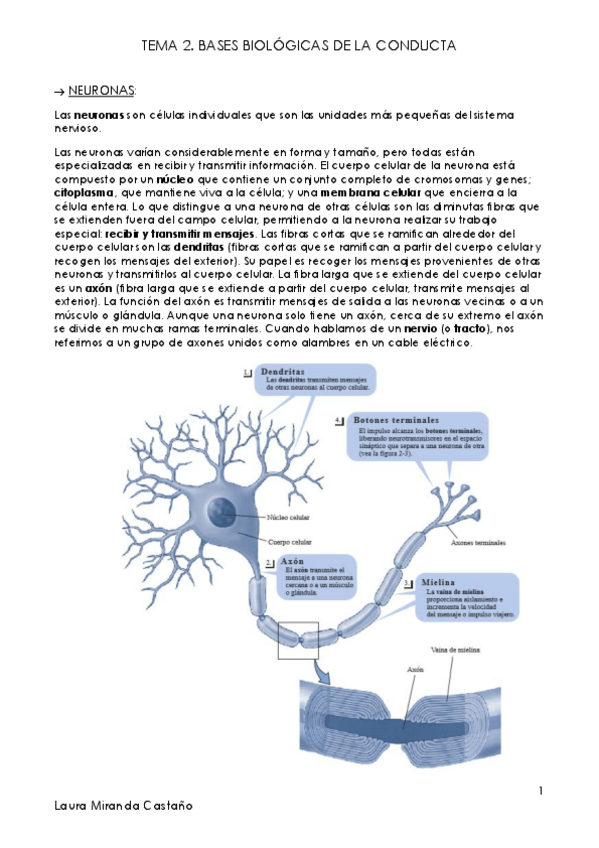 Miniatura del documento Tema 2. Bases biológicas de la conducta.pdf