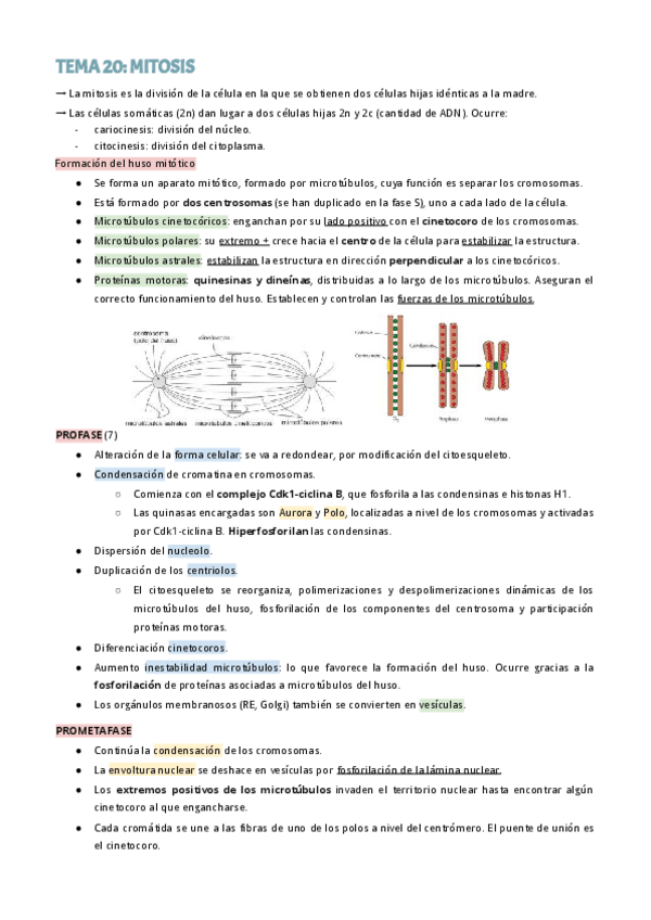 Miniatura del documento T20-MITOSIS.pdf