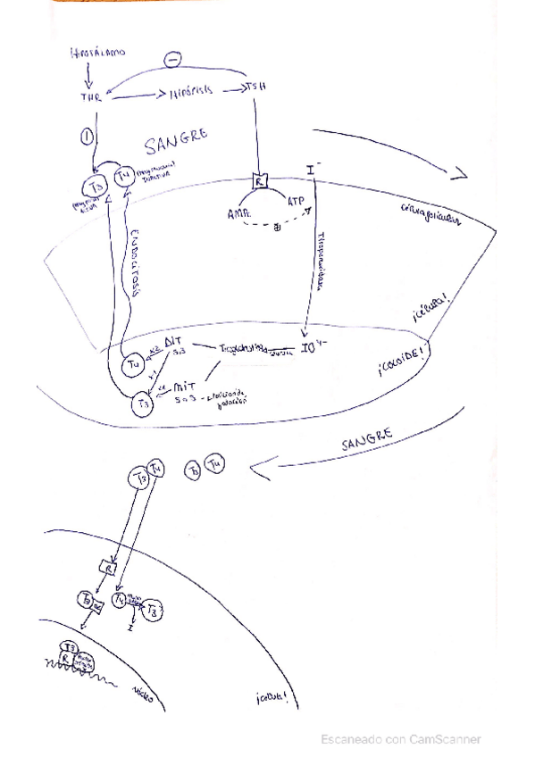 Miniatura del documento Dibujo-formacion-de-hormonas-tiroideas.pdf