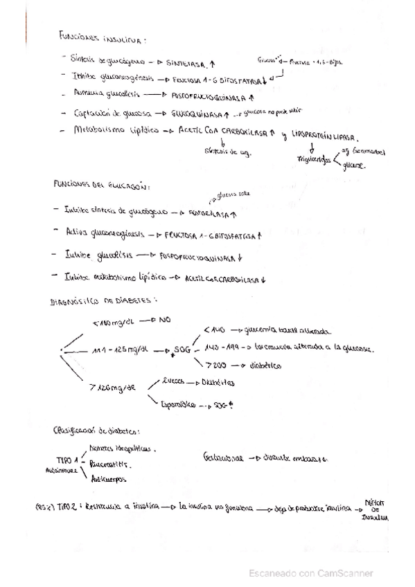 Miniatura del documento Bioquimica-de-la-diabetes.pdf