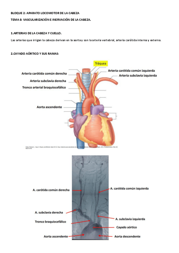 Miniatura del documento ANATOMIA-TEMAS-8-13.pdf