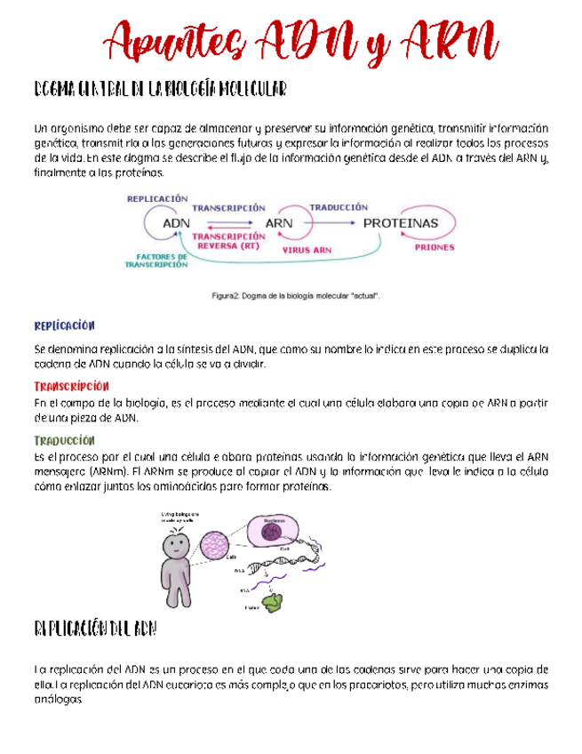 Miniatura del documento Apuntes-ADN-y-ARN.pdf
